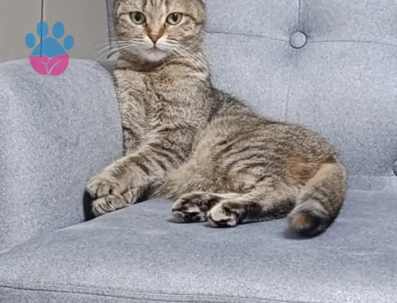 Scottish Fold 4 Yaşında Eş Arıyorum