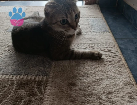 Scottish Fold 4 Yaşında Eş Arıyorum