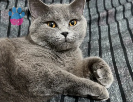 9 Aylık Dişi British Shorthair Yuva Arıyor