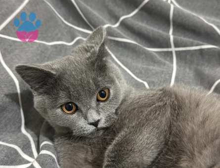 9 Aylık Dişi British Shorthair Yuva Arıyor