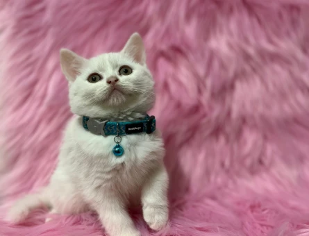 British Shorthair Beyaz Erkek Yavrumuz