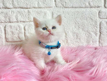 British Shorhair Kar Beyazı Güzellik Yuva Arıyor