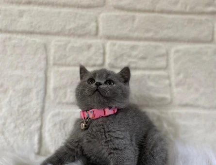 Gri British Shorthair 2 Aylık Dişii