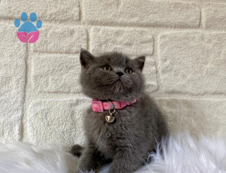 Gri British Shorthair 2 Aylık Dişii