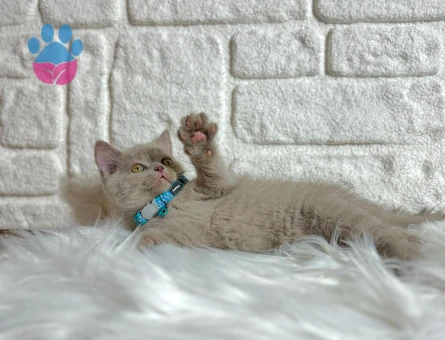 British Shorthair Lilac Erkek 2 Aylık