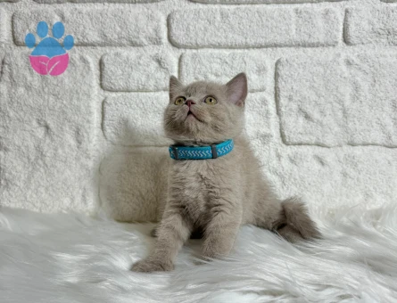 British Shorthair Lilac Erkek 2 Aylık