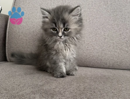 2 Aylık British Longhair Yavrularımıza Yuva Arıyoruz