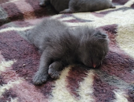 1 Yaşında British Shorthair Baby Face 1 Yaşında - 4911