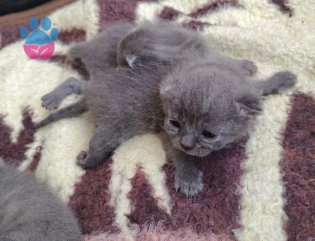 1 Yaşında British Shorthair Baby Face 1 Yaşında