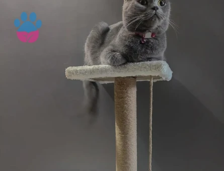 3 Yaşında British Shorthair Kedim Yuva Arıyor
