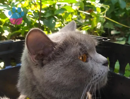 3 Yaşında British Shorthair Kedim Yuva Arıyor
