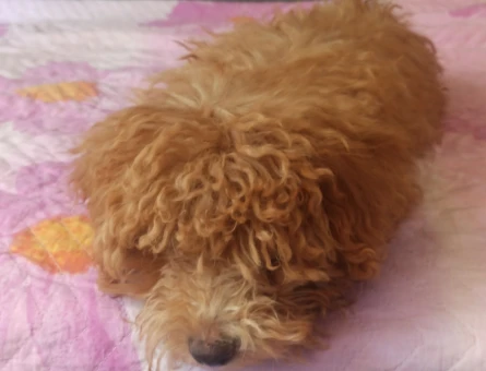 Köpeğimizi sahiplendiriyoruz - 4914
