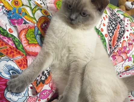 British Shorthair 1 Yaşında Yuva Arıyor