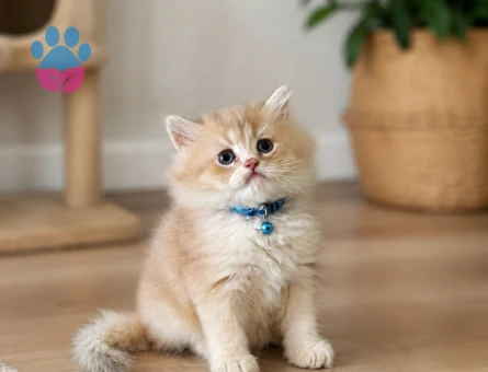 Karamelli British Longhair Erkek 2 Aylık