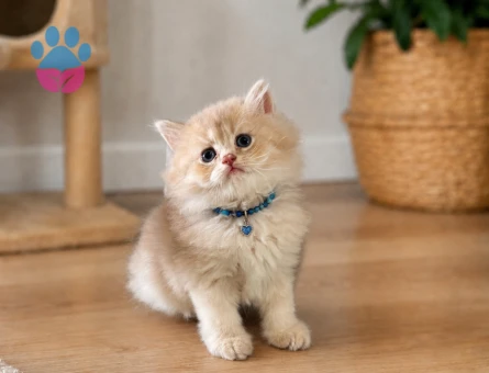 Karamelli British Longhair Erkek 2 Aylık