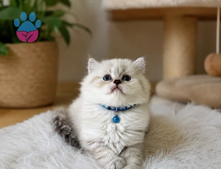 British Longhair Erkek Göz Alıcılı Güzellik - 4920