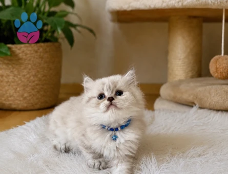 British Longhair Erkek Göz Alıcılı Güzellik