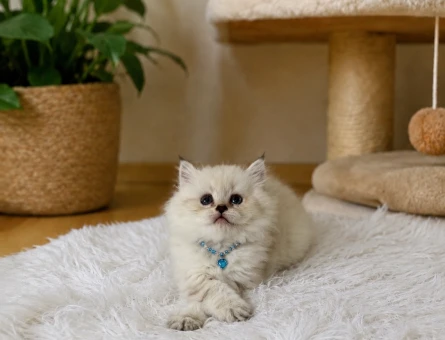 British Longhair Blue Point Erkek Yavrumuz - 4921