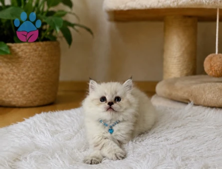 British Longhair Blue Point Erkek Yavrumuz