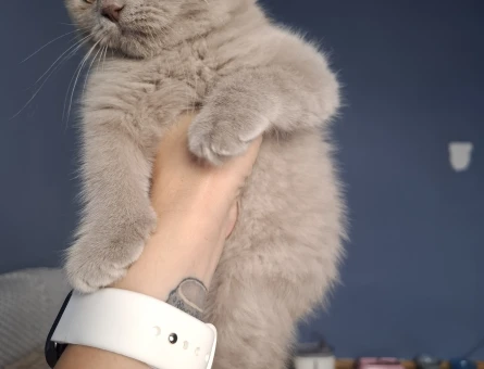 Scottish Fold Yavrular 2 Aylık - 4923