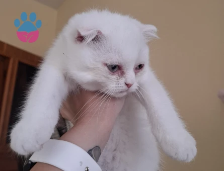 Scottish Fold Yavrular 2 Aylık