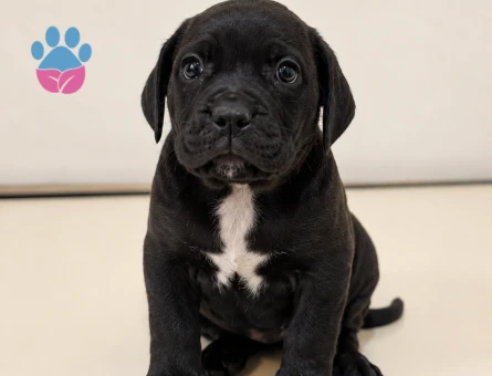 Cane corso yavrularımız