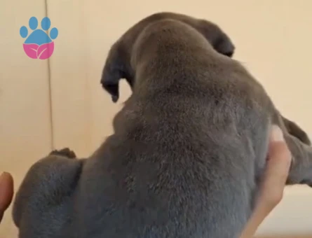 Orijinal cane corso