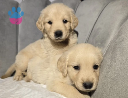 Orijinal golden retriever