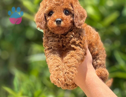 Orijinal toy poodle