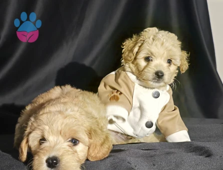 ORJİNAL TEACUP MALTIPOO YAVRULAR