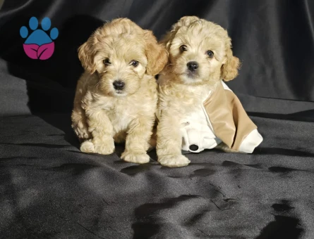 ORJİNAL TEACUP MALTIPOO YAVRULAR