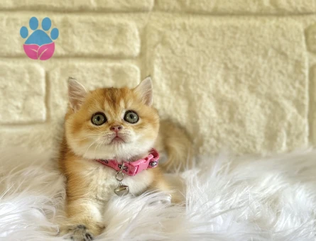 British Shorthair Golden Sarı Kız Yuva Arıyor