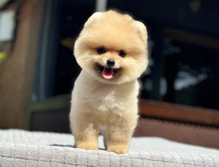 Pomeranian mini dişi yavrumuz - 6215