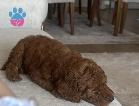 2 AYLIK ERKEK TOY POODLE