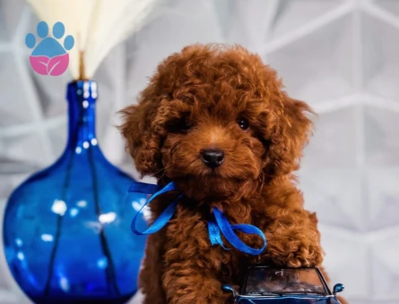 Irk ve Sağlık Garantili Toy Poodle Yavrular