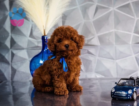 Irk ve Sağlık Garantili Toy Poodle Yavrular - 6219