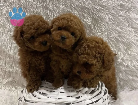 Irkının En Güzel Poodle Bebekleri - 6220