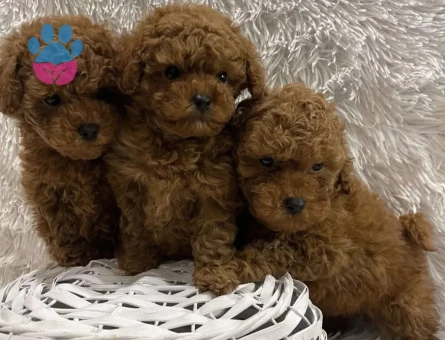 Irkının En Güzel Poodle Bebekleri