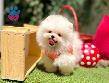 Ayıcık Surat Pomeranian Boo Bebekler - 6221