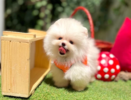 Ayıcık Surat Pomeranian Boo Bebekler - 6221