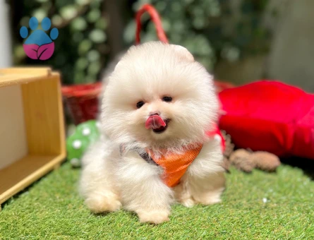 Ayıcık Surat Pomeranian Boo Bebekler