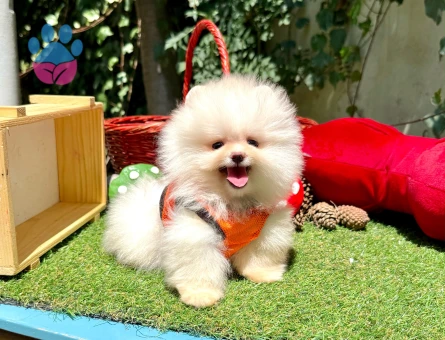Ayıcık Surat Pomeranian Boo Bebekler