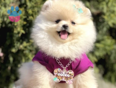 Hem Ufak Hem Sevimli Boo Pomeranian