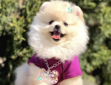 Hem Ufak Hem Sevimli Boo Pomeranian - 6222