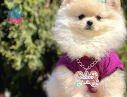 Hem Ufak Hem Sevimli Boo Pomeranian