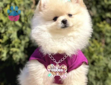Hem Ufak Hem Sevimli Boo Pomeranian