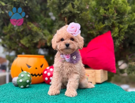 Maltipoo Mini Sevimli Yavrular