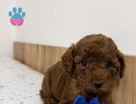 Poodle Bebekler - 6224