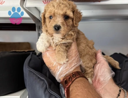 BABYFACE MALTİPOO YAVRULARIMIZ