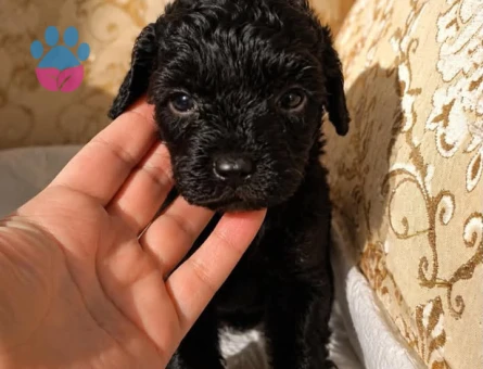 2 AYLIK SİYAH TOY POODLE - 6227